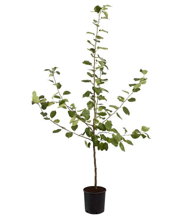 Winterapfel 'Roter Boskoop' – Bild 4