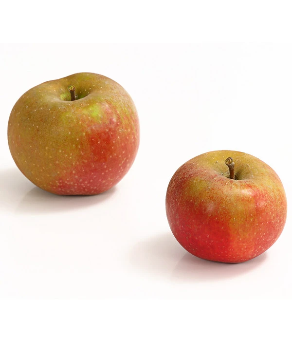 Winterapfel 'Roter Boskoop' – Bild 2