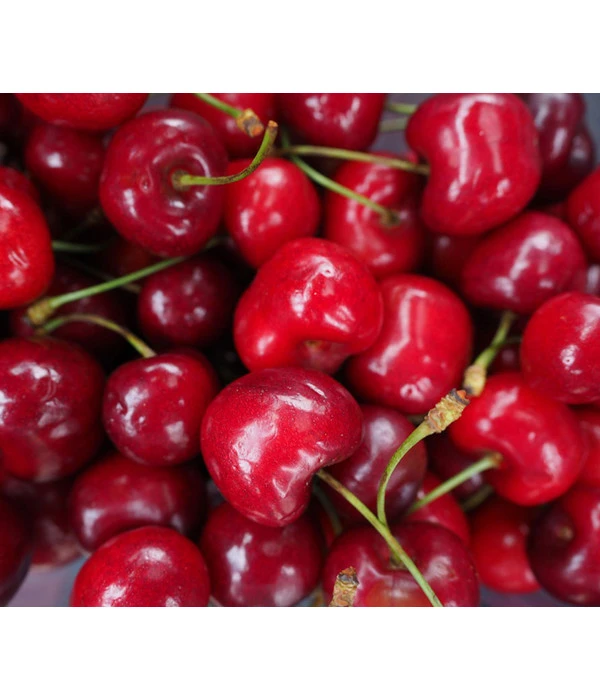 Säulenkirsche 'Sylvia' – Bild 2