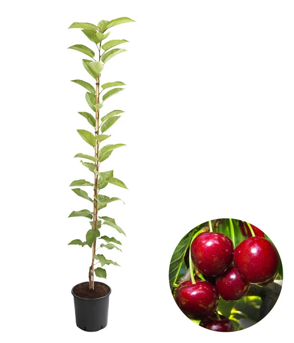 Säulenkirsche 'Sylvia'