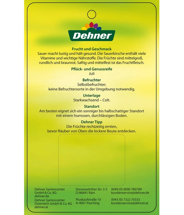 Sauerkirsche 'Vowi' – Bild 4