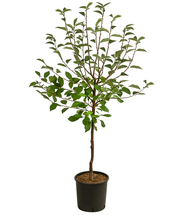 Sauerkirsche 'Vowi' – Bild 2