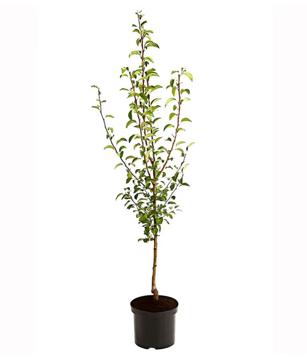 Birnen-Duo 'Williams Christ/Vereinsdechant' – Bild 2