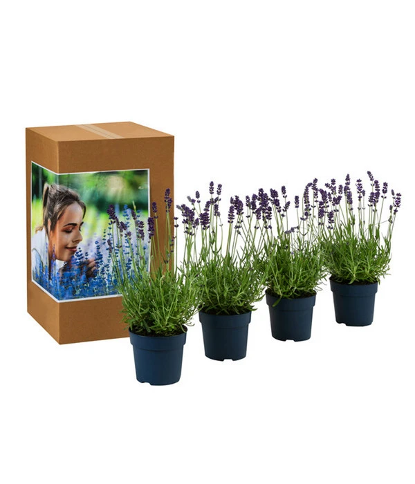 Duft-Lavendel 'Felice', 4er-Set – Bild 2