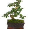 Bonsai Fukientee - Carmona Microphylla, 8 Jahre