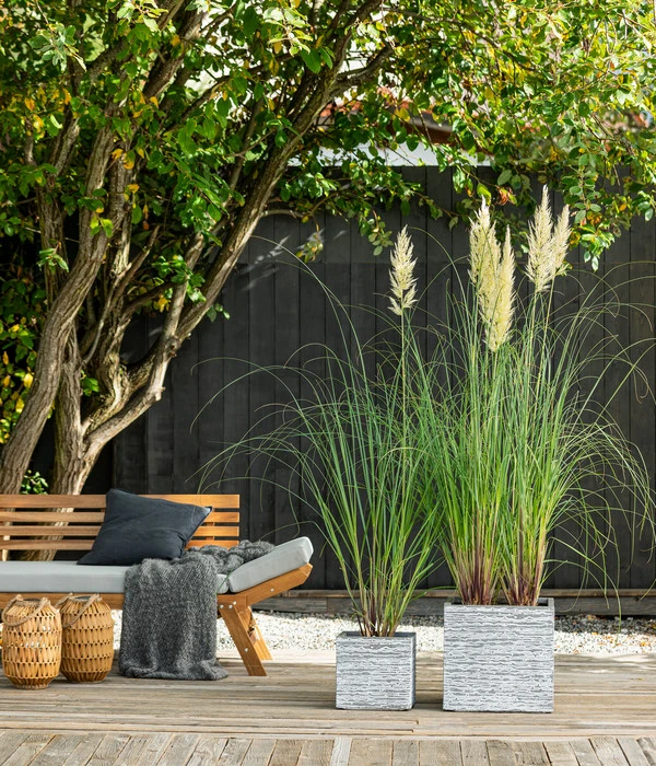 Pampasgras 'Evita' – Bild 3