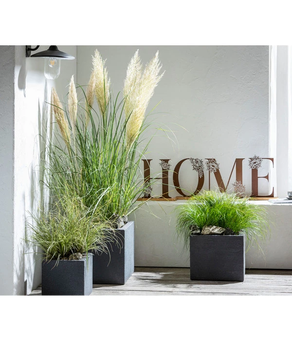 Pampasgras 'Evita' – Bild 2