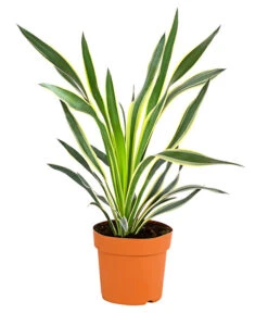 Gelbbunte Kerzen-Palmlilie 'Variegata'