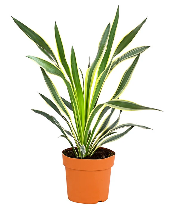 Gelbbunte Kerzen-Palmlilie 'Variegata'