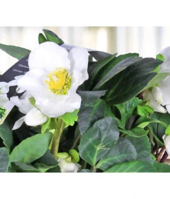 Christrose, 6er Schale