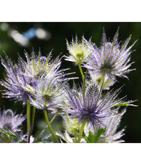 Alpen-Mannstreu 'Big Blue'