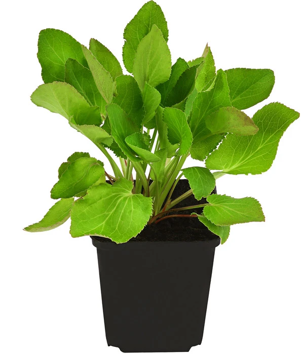 Alpen-Mannstreu 'Big Blue' – Bild 2