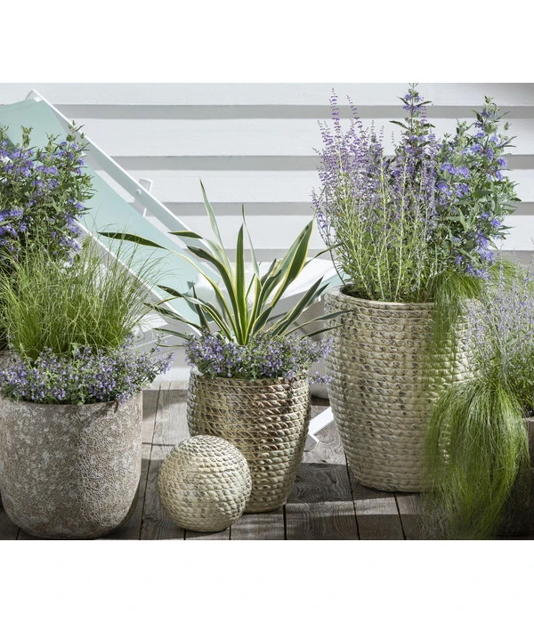 Gelbbunte Kerzen-Palmlilie 'Variegata' – Bild 3