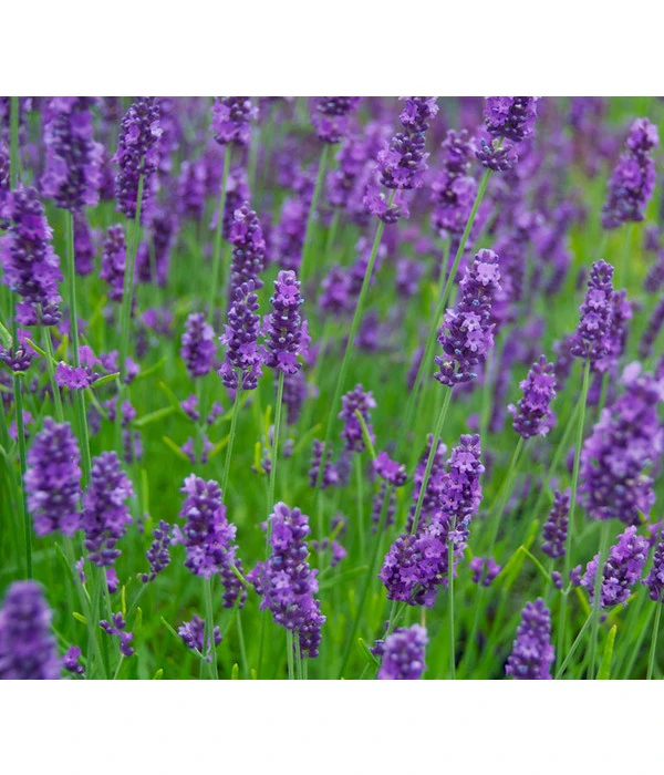 Lavendel 'Olympia' – Bild 2