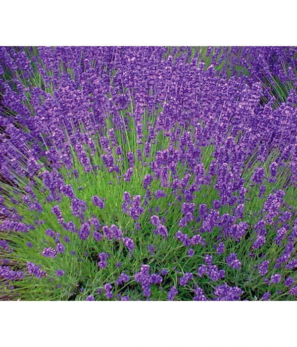Lavendel 'Royal Blue'