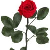 Longlife-Rose Mit Stiel, Rot