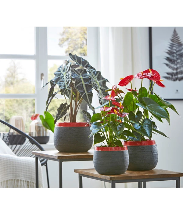 Große Flamingoblume - Anthurium Andreanum 'Adios', Verschiedene Sorten – Bild 12