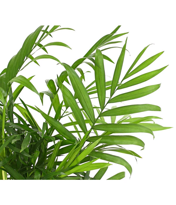 Bergpalme - Chamaedorea Elegans – Bild 4