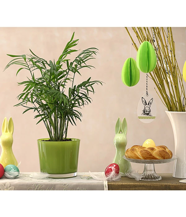 Bergpalme - Chamaedorea Elegans – Bild 2