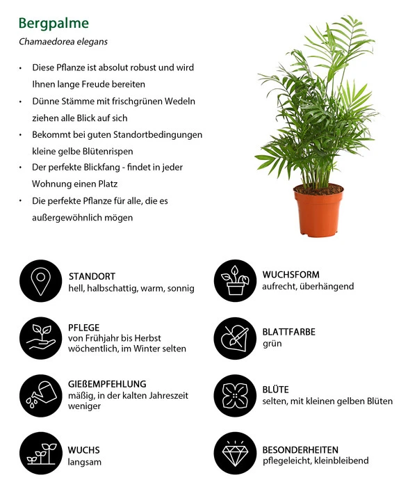 Bergpalme - Chamaedorea Elegans – Bild 3