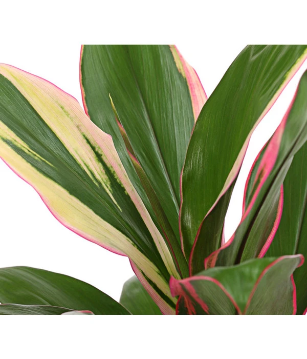 Keulenlilie - Cordyline Cultivars, Verschiedene Sorten – Bild 5