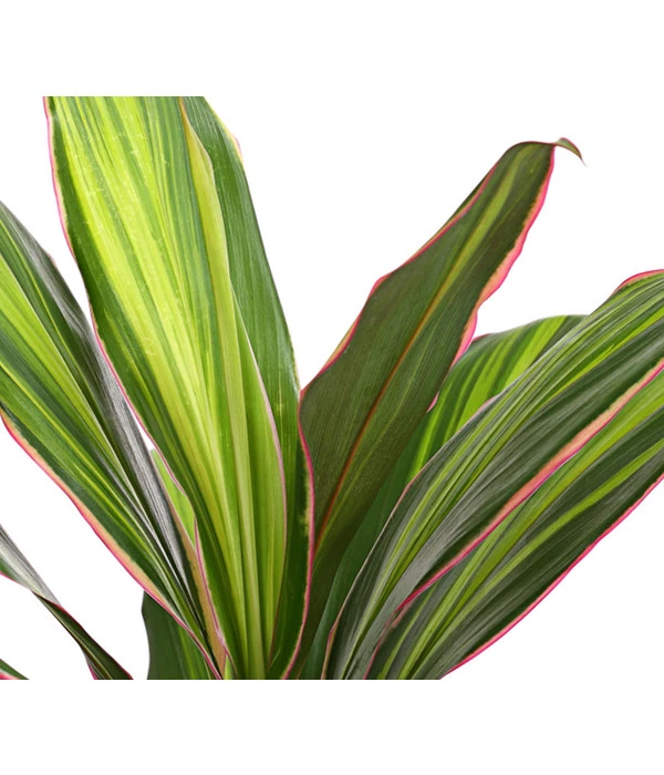 Keulenlilie - Cordyline Cultivars, Verschiedene Sorten – Bild 7