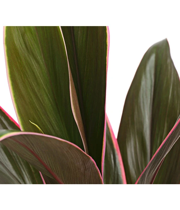 Keulenlilie - Cordyline Cultivars, Verschiedene Sorten – Bild 6