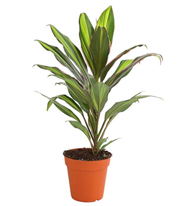 Keulenlilie - Cordyline Cultivars, Verschiedene Sorten – Bild 3