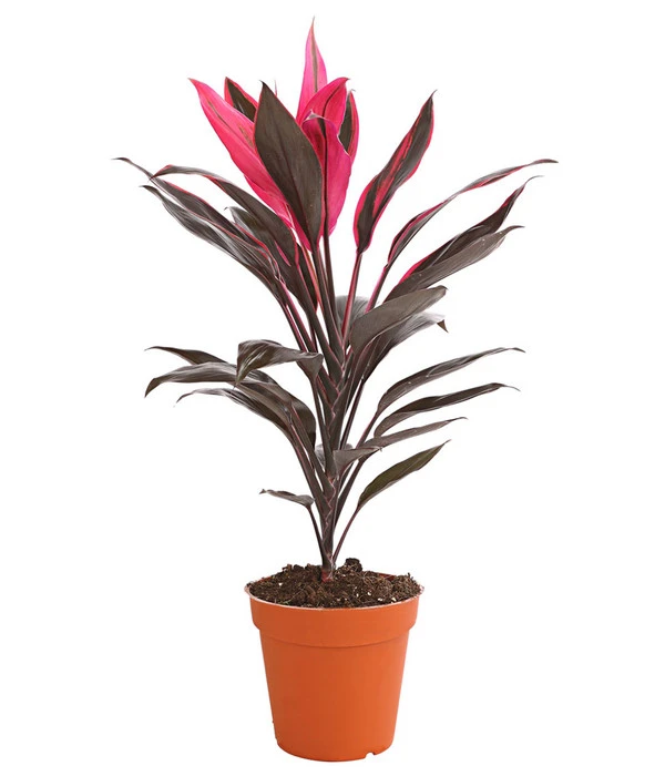 Keulenlilie - Cordyline Cultivars, Verschiedene Sorten – Bild 4