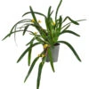 Orchidee - Maxillaria Variabilis