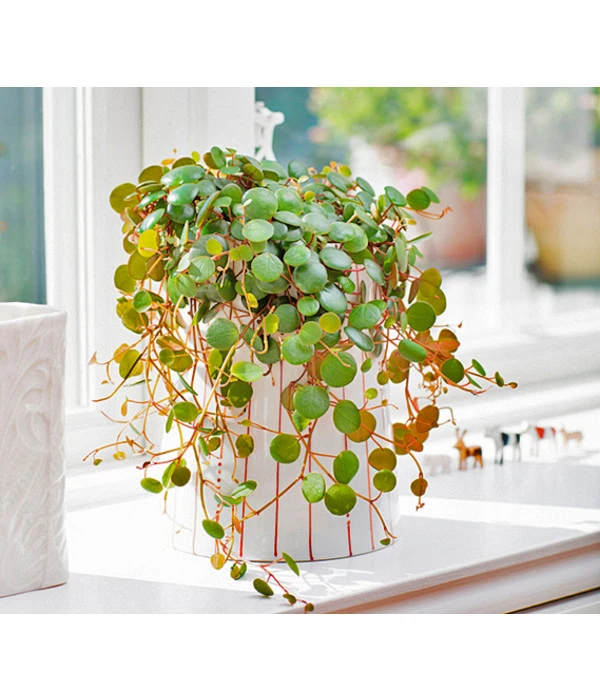 Peperomie - Peperomia 'Pepperspot' – Bild 2