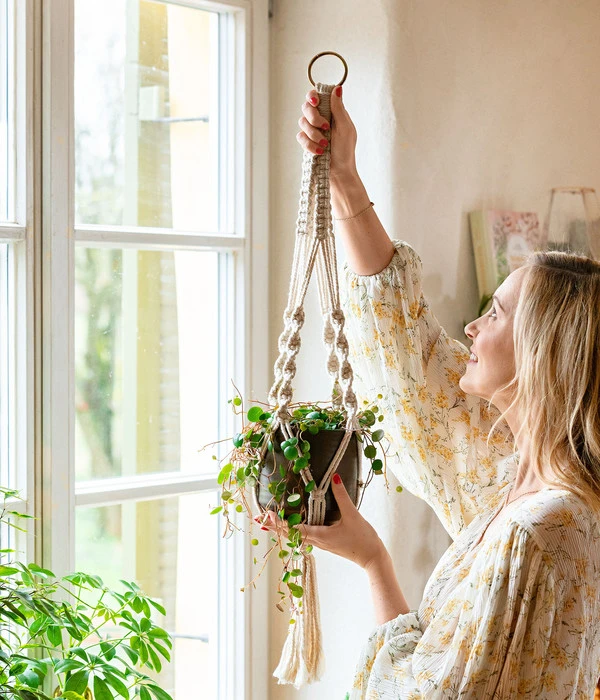 Peperomie - Peperomia 'Pepperspot' – Bild 3