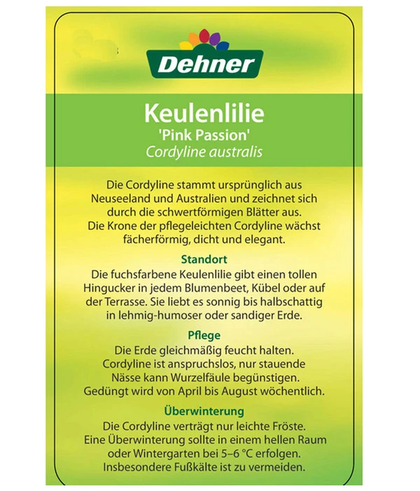 Keulenlilie 'Pink Passion' – Bild 5