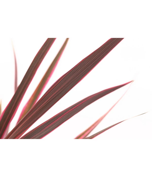 Keulenlilie 'Pink Passion' – Bild 2