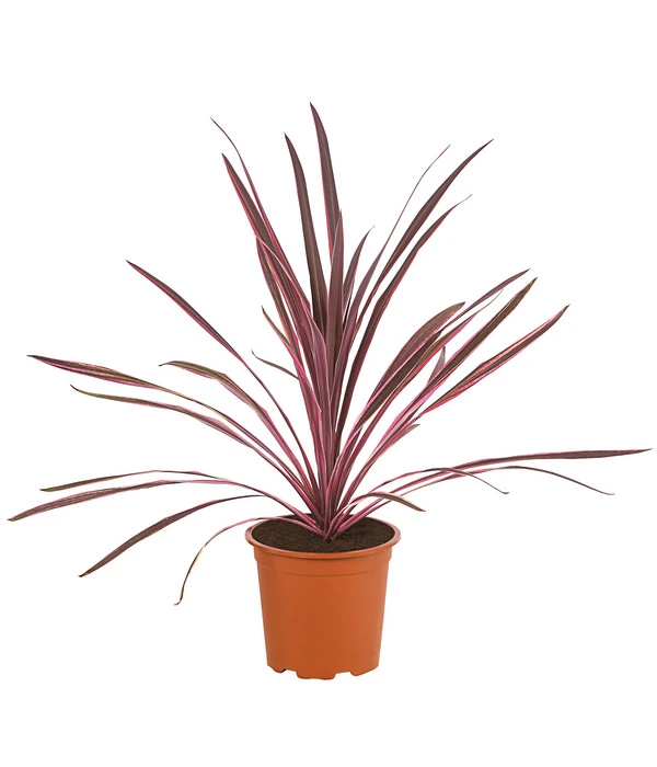 Keulenlilie 'Pink Passion'