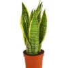 Bogenhanf - Sansevieria Trifasciata Var. Laurentii