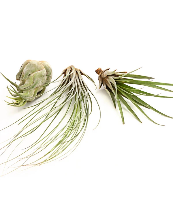 XXL Tillandsien-Set - Tillandsia Hybride, 3-teilig – Bild 2