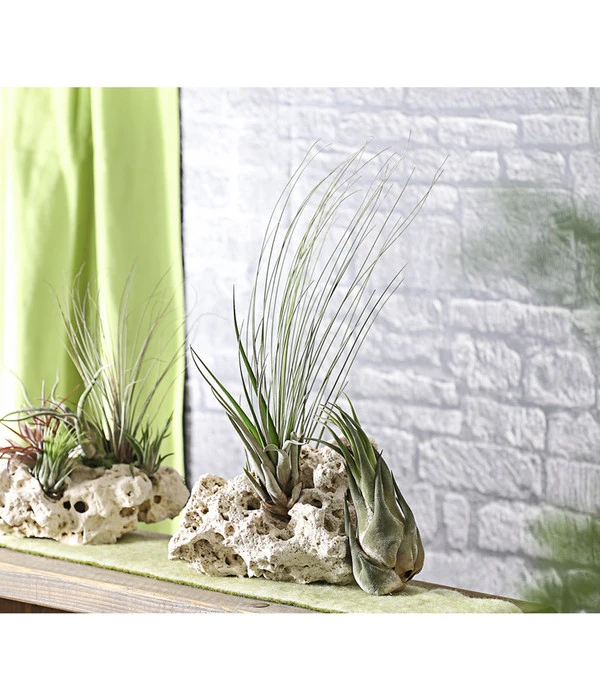 XXL Tillandsien-Set - Tillandsia Hybride, 3-teilig – Bild 3