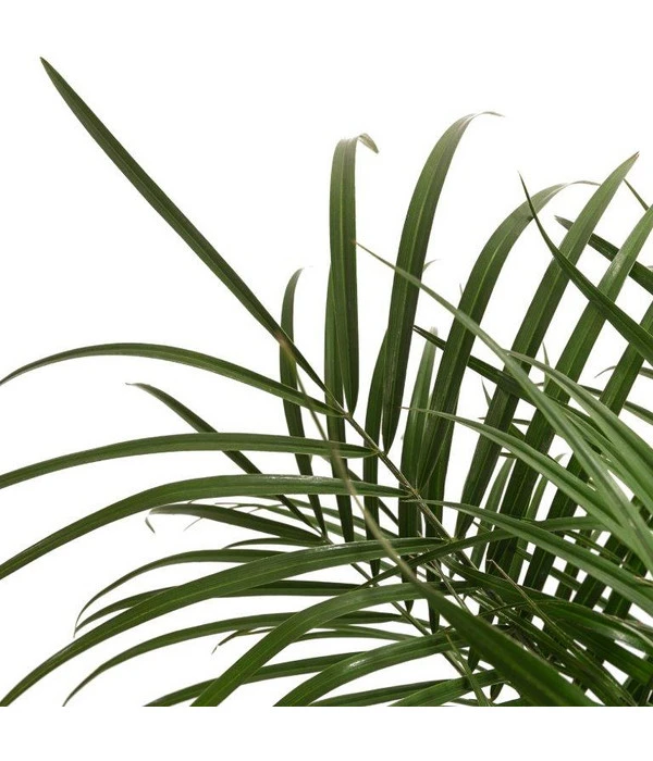 Zwergdattelpalme - Phoenix Roebelenii – Bild 2