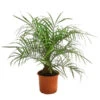 Zwergdattelpalme - Phoenix Roebelenii