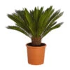 Sagopalmfarn - Cycas Revoluta