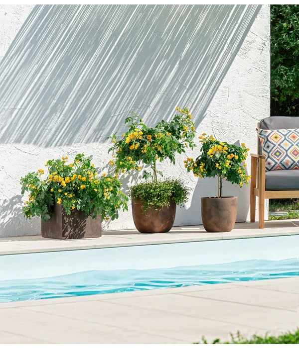 Gewürzrinde, Stämmchen – Bild 4