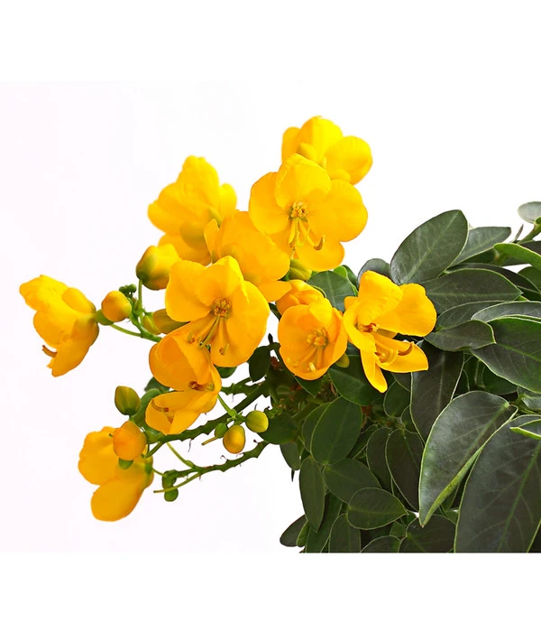 Gewürzrinde, Stämmchen – Bild 5