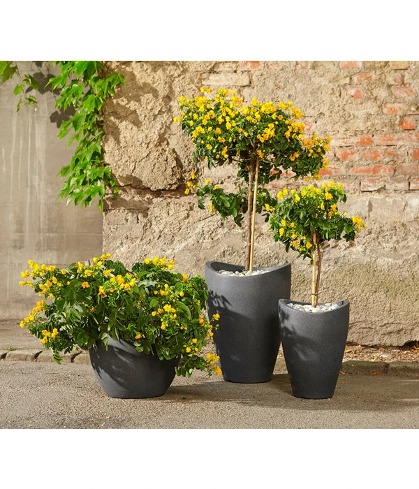 Gewürzrinde, Stämmchen – Bild 3