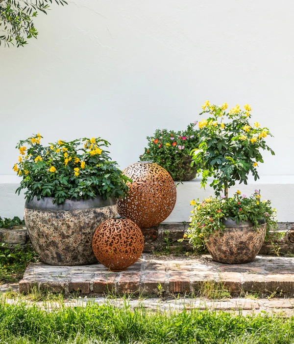 Gewürzrinde, Stämmchen – Bild 2