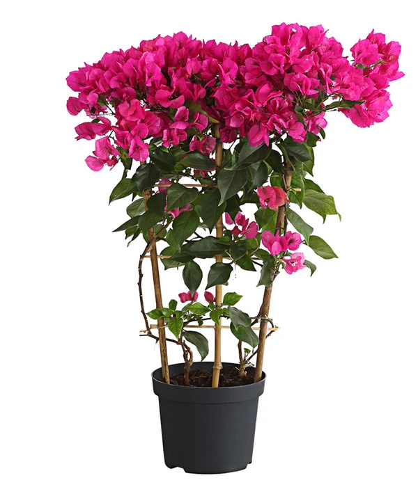 Drillingsblume 'Vera', Spalier