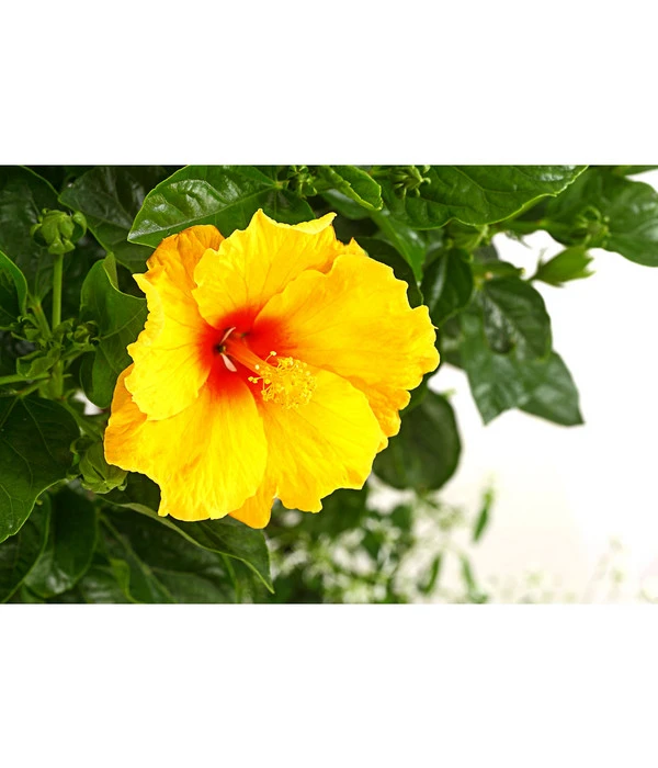 Pflanzen-Duo Roseneibisch Mit Zauberschnee – Bild 2