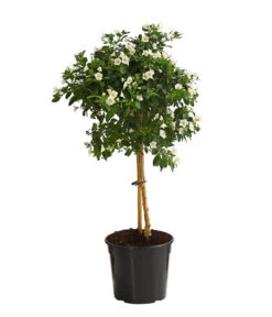 Enzianstrauch, Stämmchen