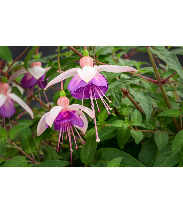 Hängefuchsie, Ampel, Verschiedene Farbkombinationen – Bild 6