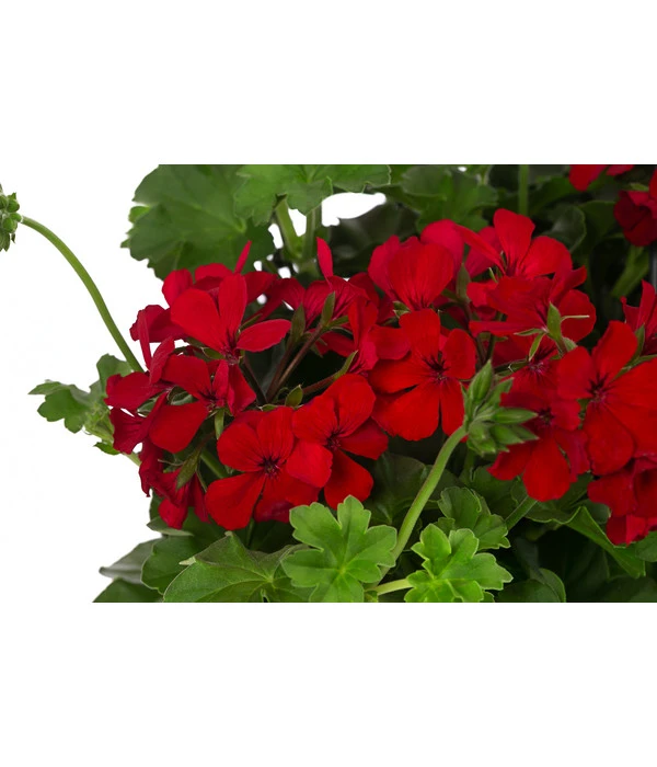 Geranie 'Caliente', Ampel – Bild 2